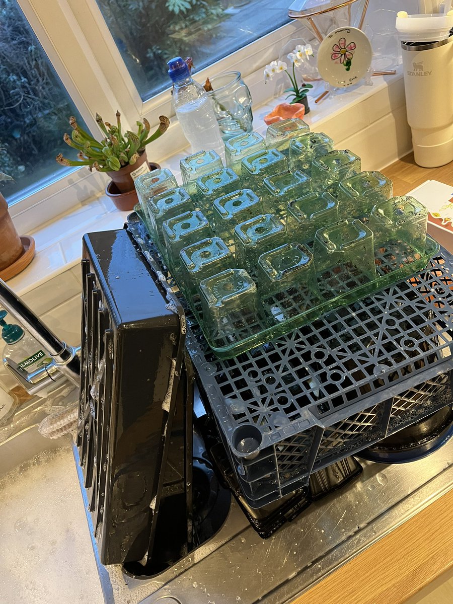 And the 2025 seed sowing race begins! #Allotment #gardening #GrowYourOwn #Gardenshour