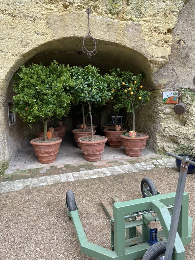 AmboiseGaillard's tweet photo. Découvrez notre collection d’orangers pendant les vacances de février #gaillardamboise #chateaugaillardamboise https://t.co/651e5rsp9m