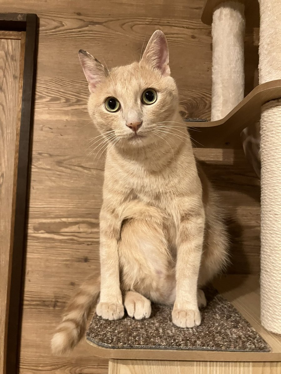 うちのしぃちゃんです🐱
男の子です