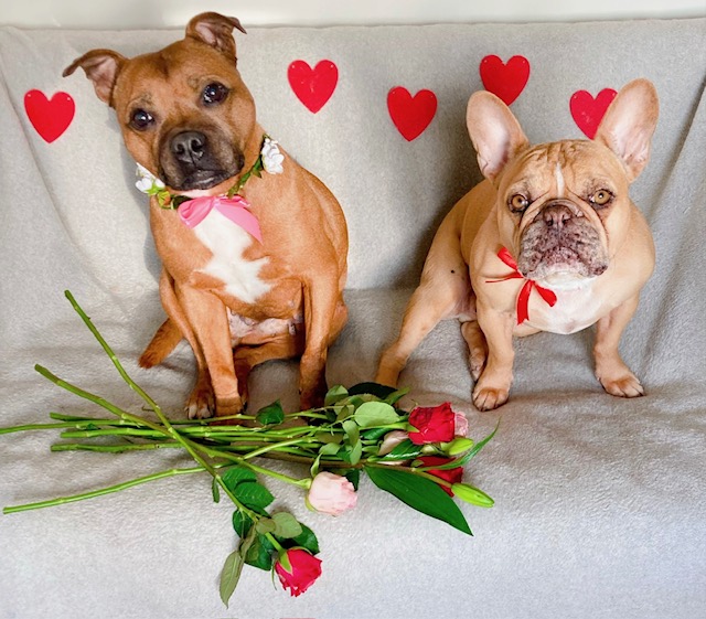 Roses are red, 🌹
Violets are blue, 💙
All Dogs Matter, 🐶
And so do you! 🥰

Happy Valentine's day to all of our supporters who love dogs as much as we do! 💕

#lovedogs #valentinesday #rescuedog