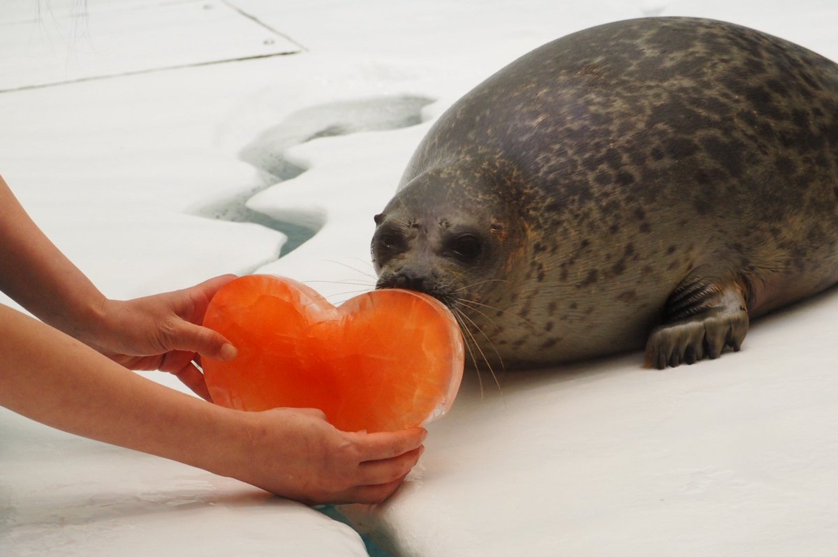 domehimeno's tweet photo. ユキちゃんと氷のハート
#海遊館　#ワモンアザラシ https://t.co/k3qC047fDo