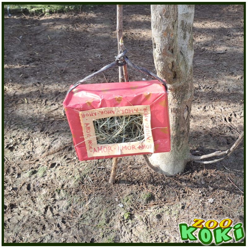 zookoki's tweet image. 💘 San Valentín también se celebra en ZOO KOKI 💘

¡Nuestro equipo de fauna ha preparado una jornada especial de enriquecimiento ambiental para estimular el comportamiento natural de nuestros animales! 🦁🐾 Con decoraciones temáticas, juguetes y premios escondidos,  🎁💖