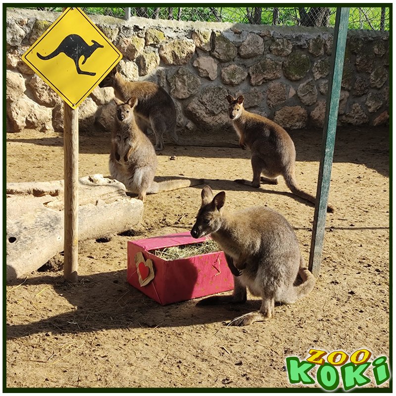 zookoki's tweet image. 💘 San Valentín también se celebra en ZOO KOKI 💘

¡Nuestro equipo de fauna ha preparado una jornada especial de enriquecimiento ambiental para estimular el comportamiento natural de nuestros animales! 🦁🐾 Con decoraciones temáticas, juguetes y premios escondidos,  🎁💖