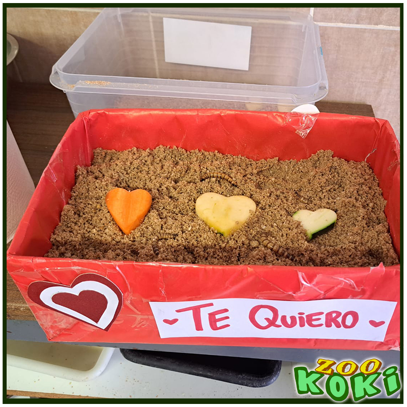 zookoki's tweet image. 💘 San Valentín también se celebra en ZOO KOKI 💘

¡Nuestro equipo de fauna ha preparado una jornada especial de enriquecimiento ambiental para estimular el comportamiento natural de nuestros animales! 🦁🐾 Con decoraciones temáticas, juguetes y premios escondidos,  🎁💖
