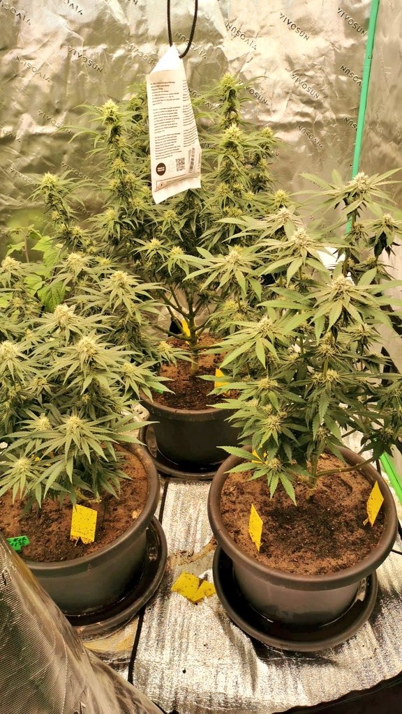 WeedJuice's tweet image. Three strains, one mission: Solventless fire! 🔥🌿

🌪 Tropicana Cookies Purple – Terpy &amp;amp; colorful
💎 OG Kush – Classic gas
🌸 Pink Mist – Exotic &amp;amp; resin-rich

Time to wash for bubble hash &amp;amp; press into rosin! Which one will yield best? 🤔👇

#WeedJuice #Solventless #RosinTech