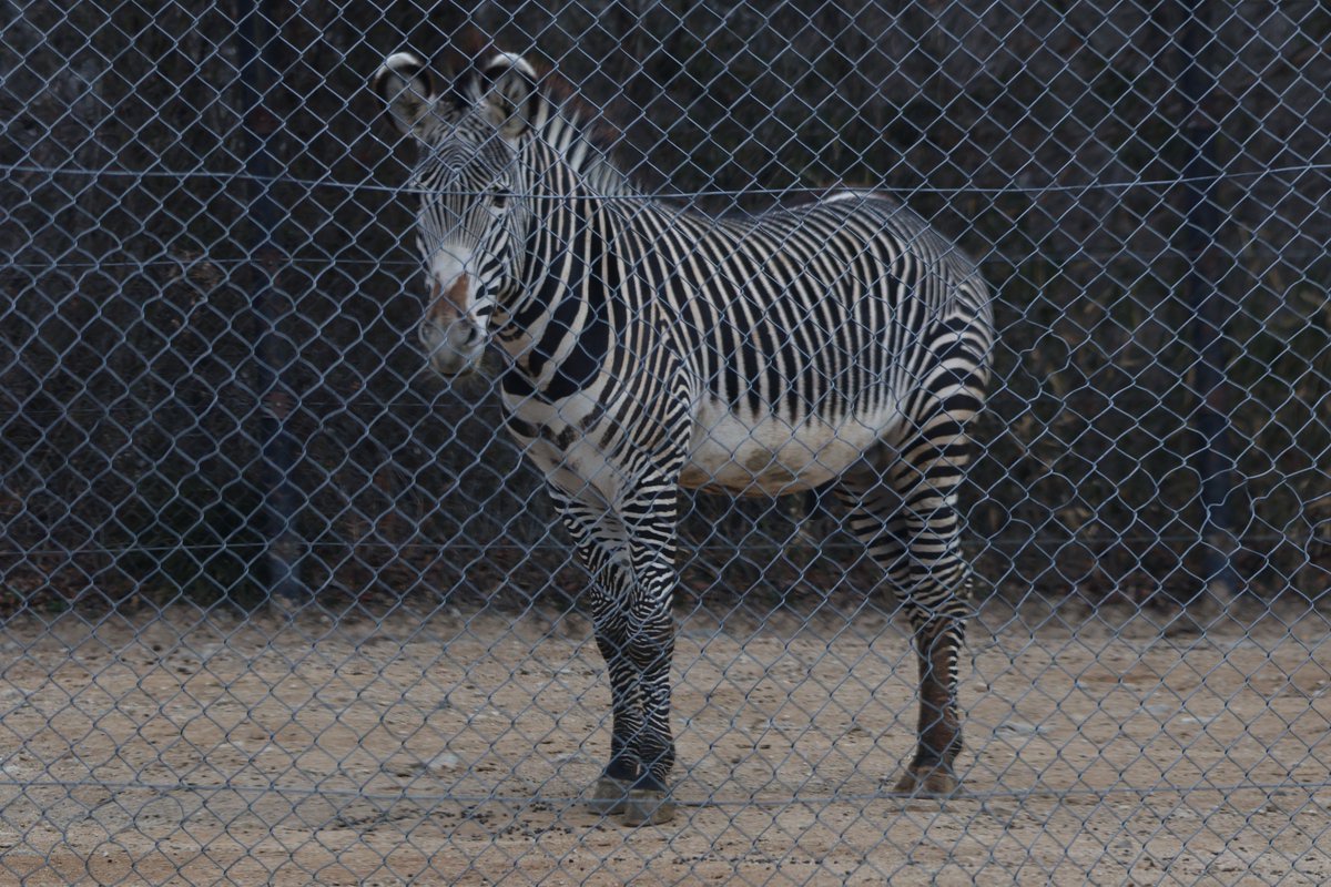 姫センのドライブスルーサファリには他にも魅力的な動物達がいっぱいいます。ここはいつ来ても飽きませんね