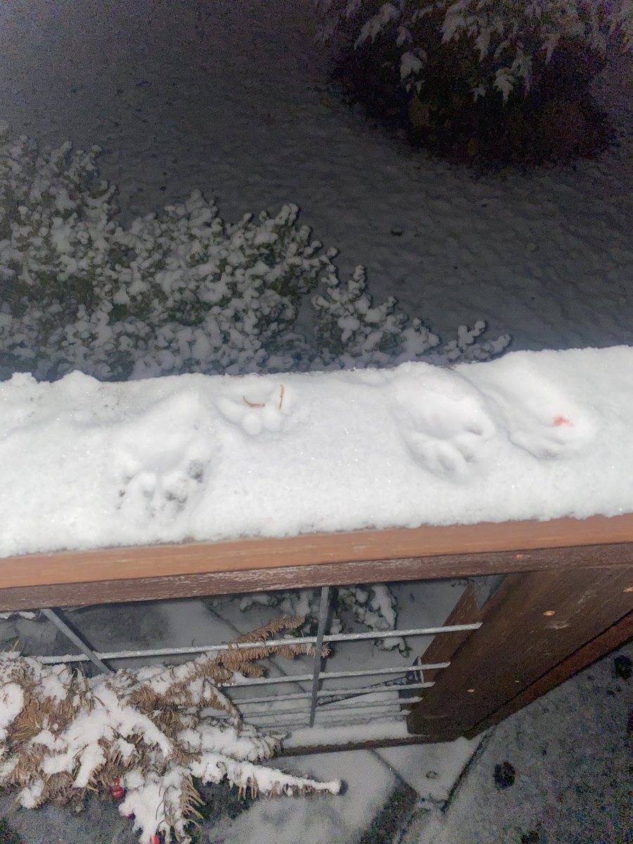 iiiomyy's tweet photo. I took pictures tryna show off the paw prints n didnt realize how terrible they r https://t.co/1VFg3oyDSC