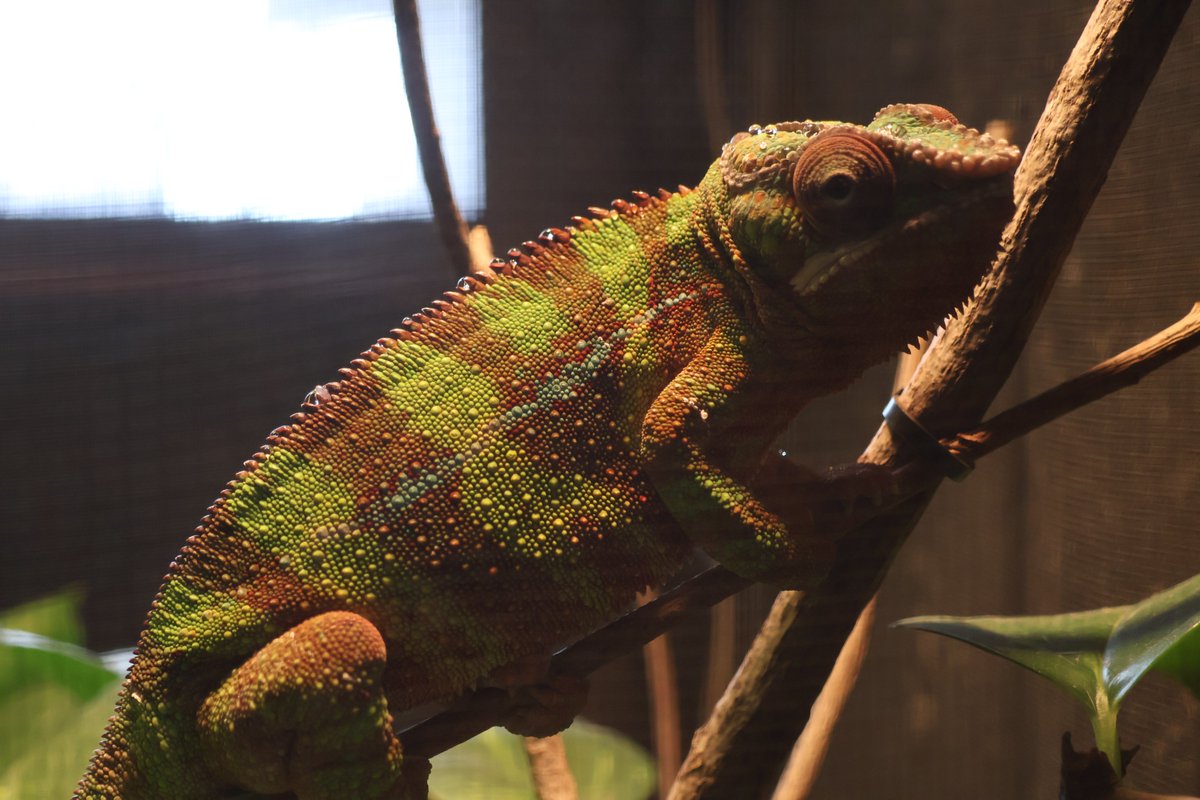 姫センと言えばサファリが有名ですが、実は遊園地側にもジャングル館という動物飼育施設があります（入るのに入園料とは別に500円必要です）。ここでは爬虫類をメインにアルマジロやナマケモノ等の熱帯動物を見て触れ合うことができます。姫センに訪れた方は是非こちらにも行ってみてほしいです