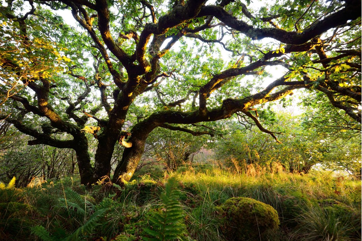 🌧️🌳 Scotland’s #rainforest is a rare and precious habitat, thriving in mild temperatures, clean air, and high rainfall.

🌿 Want to see a beautiful example of community-led action that is protecting rainforests for future generations? Watch this film 🎥  👉