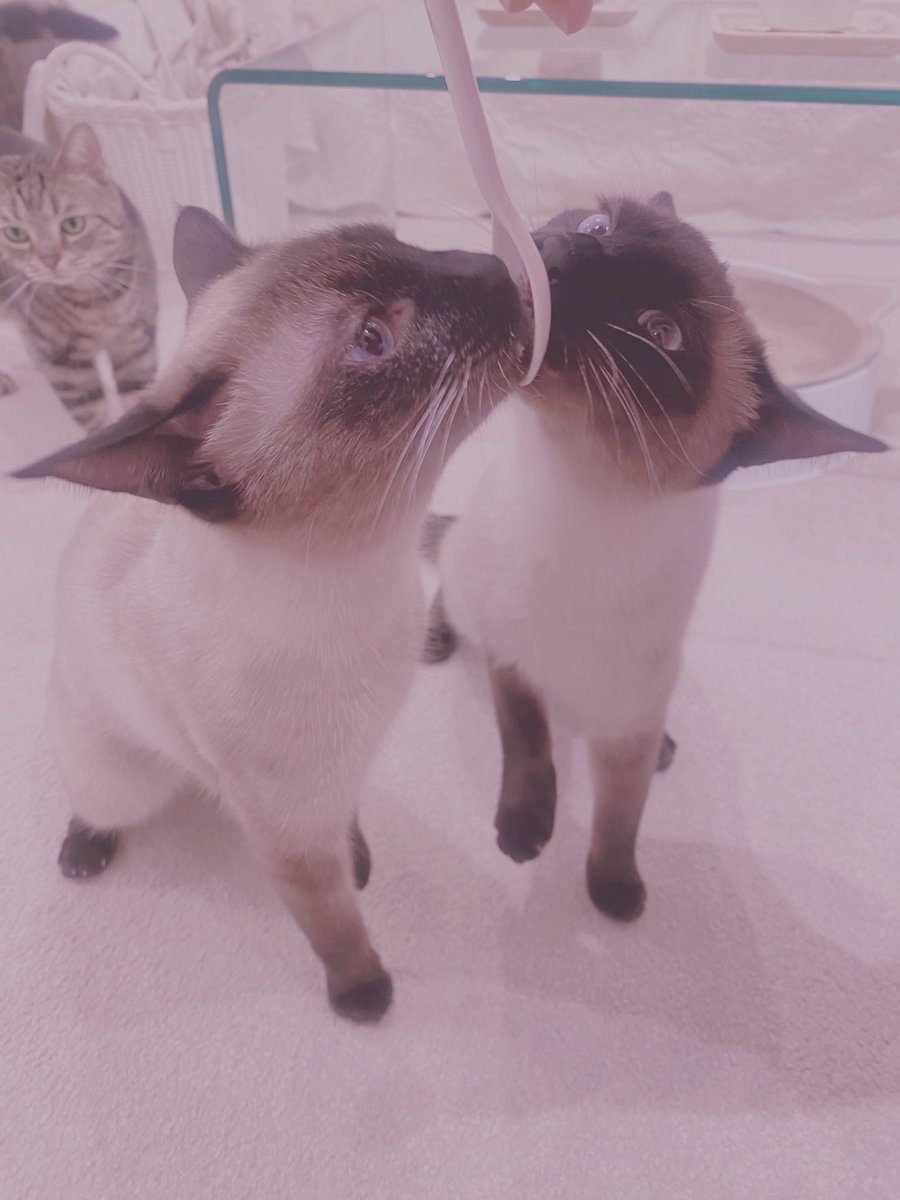 *•.𝙷𝚊𝚙𝚙𝚢 𝚅𝚊𝚕𝚎𝚗𝚝𝚒𝚗𝚎🤍 ̖́-
