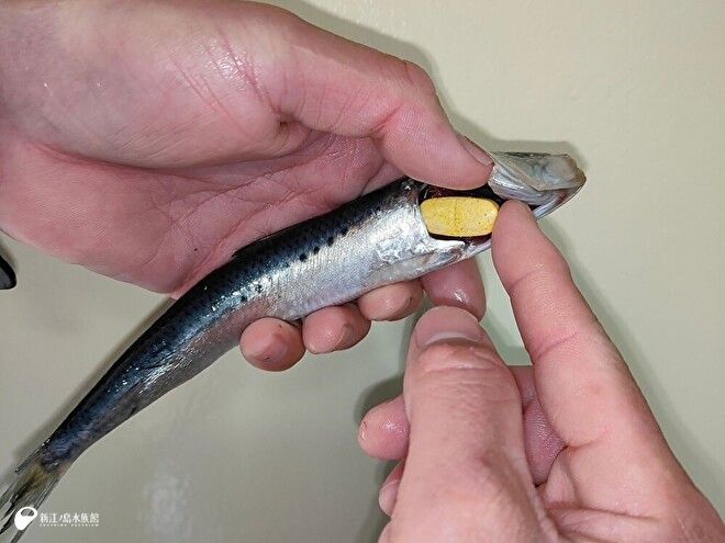 enosui_com's tweet photo. 「魚の鰓蓋（えらぶた）に���を」

えのすいの愛玩動物看護師の仕事６ | えのすいトリーター日誌
https://t.co/TK3sLNMyKh https://t.co/OhchlGIv9E