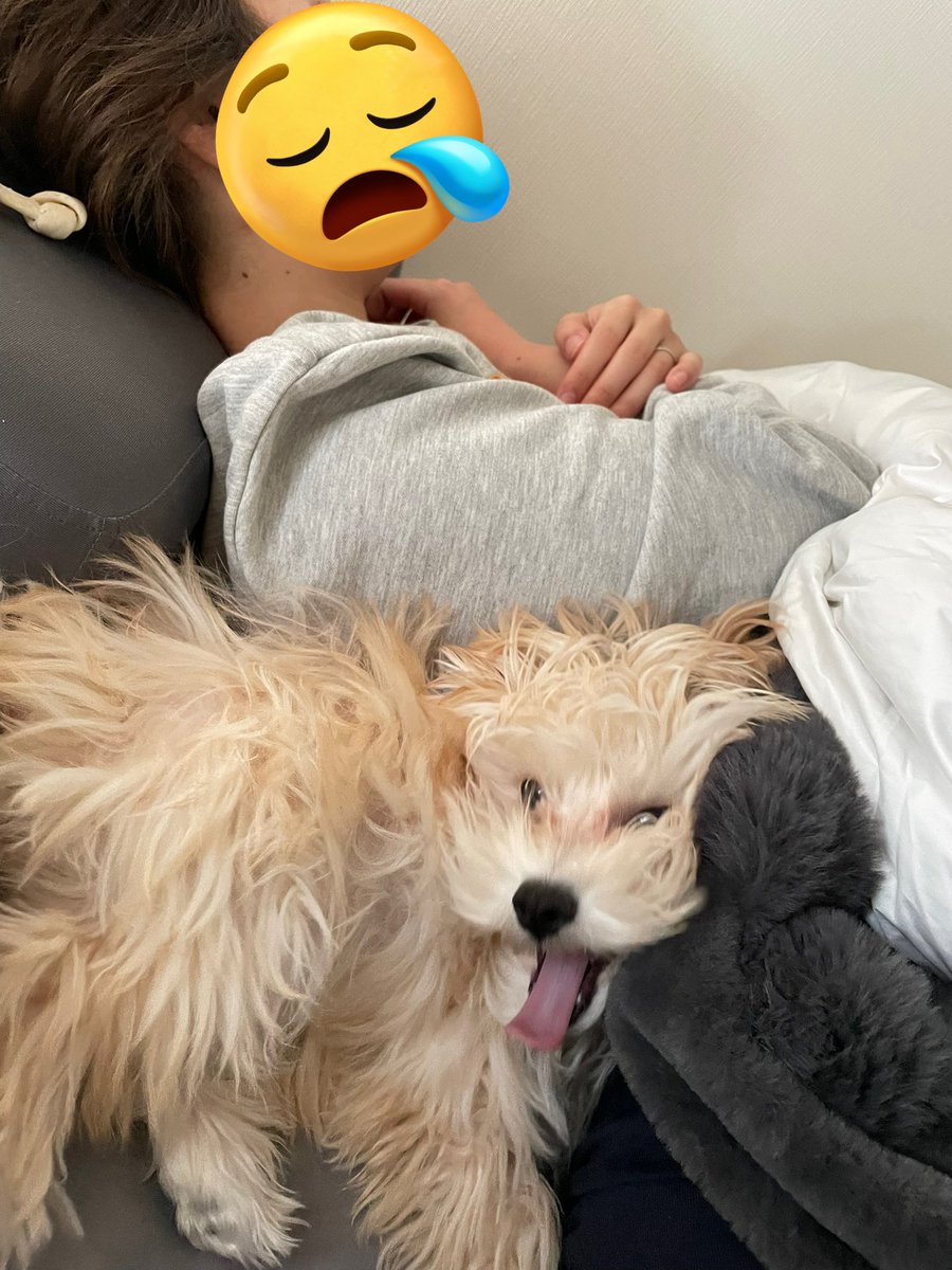 以前、妻が寂しいと言った時に買ってあげた犬のぬいぐるみと同じ大きさ🐶♡

今日は聖母マリア風に寝ていた妻🪆
ぐーたんが枕元に🦴をお供えしてた。笑
可愛い〜！と思って写メ撮ったら
まさかのデビル顔😈

2人ともほんと可愛い💕しわあせ🤭