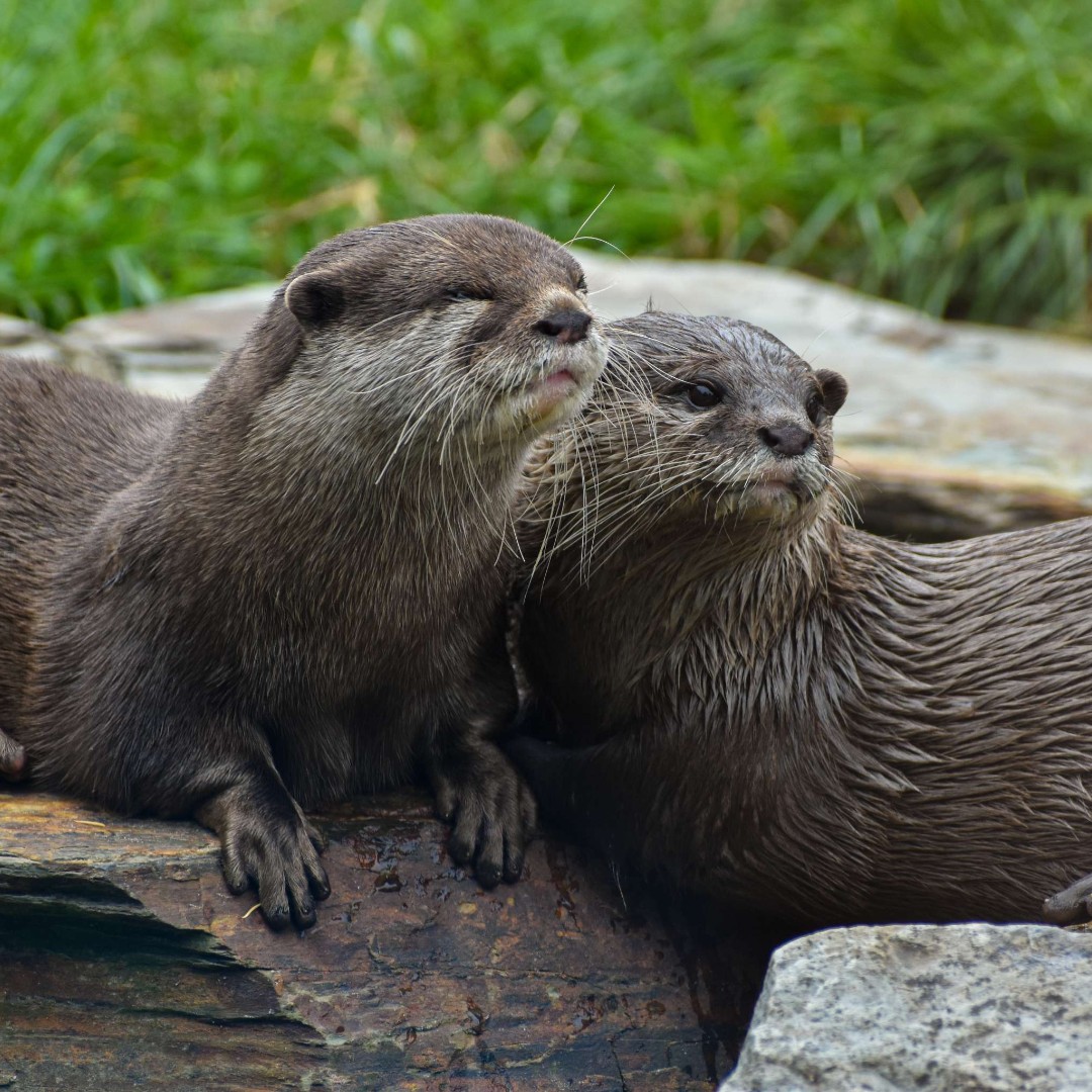 WWT Martin Mere (@wwtmartinmere) on Twitter photo Happy Valentine's Day β€οΈ
Of course, we had to feature our otters Penny & Kenai 𦦠Happy Valentine's Day β€οΈ
Of course, we had to feature our otters Penny & Kenai π¦¦