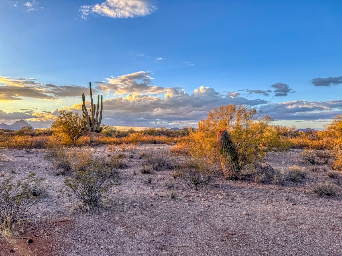 TheHikingCEO's tweet photo. A couple of weeks ago, I went into the Sonoran in the Ironwood Forest National Monument, looking for a magnificent saguaro cactus, hoping to catch some decent sunset photos with the cactus in the frame.
https://t.co/8sKOKYtJbj

 #SonoranDesert #IronwoodForest #NationalMonument https://t.co/l1nlnAiCyz