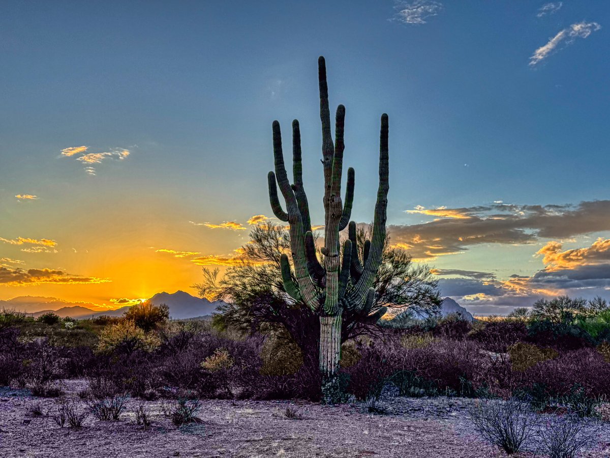 TheHikingCEO's tweet photo. A couple of weeks ago, I went into the Sonoran in the Ironwood Forest National Monument, looking for a magnificent saguaro cactus, hoping to catch some decent sunset photos with the cactus in the frame.
https://t.co/8sKOKYtJbj

 #SonoranDesert #IronwoodForest #NationalMonument https://t.co/l1nlnAiCyz