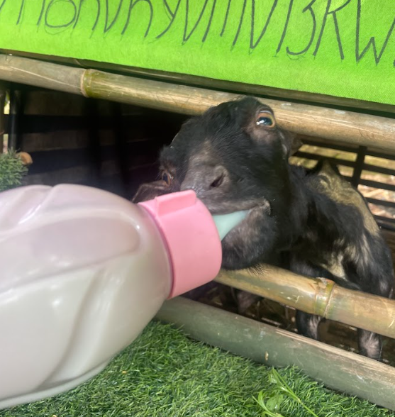 GOBROS_sol's tweet photo. Scrolling through Solana and still holding bags that ain’t moving?
Meanwhile, $GOBROS out here drinking milk like it's pre-bull 2021.
Some goats just know when it’s feeding time… https://t.co/uS7dwzAg88