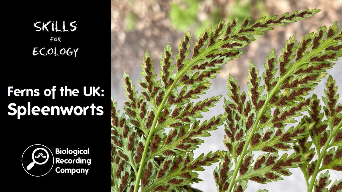 🌿 Discover the Spleenworts of the UK! 🌱

Join <a href="/henrymplants/">x séx medal 🦞</a> for an online deep dive into Asplenium ferns—ID tips, habitats &amp; rare species!

📅 14 Oct 2025 | 💷 £10 | 📍 Online
Limited spaces—book now! 👉 eventbrite.co.uk/e/ferns-of-the…

<a href="/BSBIbotany/">BSBI: Botanical Society of Britain & Ireland</a> <a href="/FernBPS/">British Pteridological Society</a>