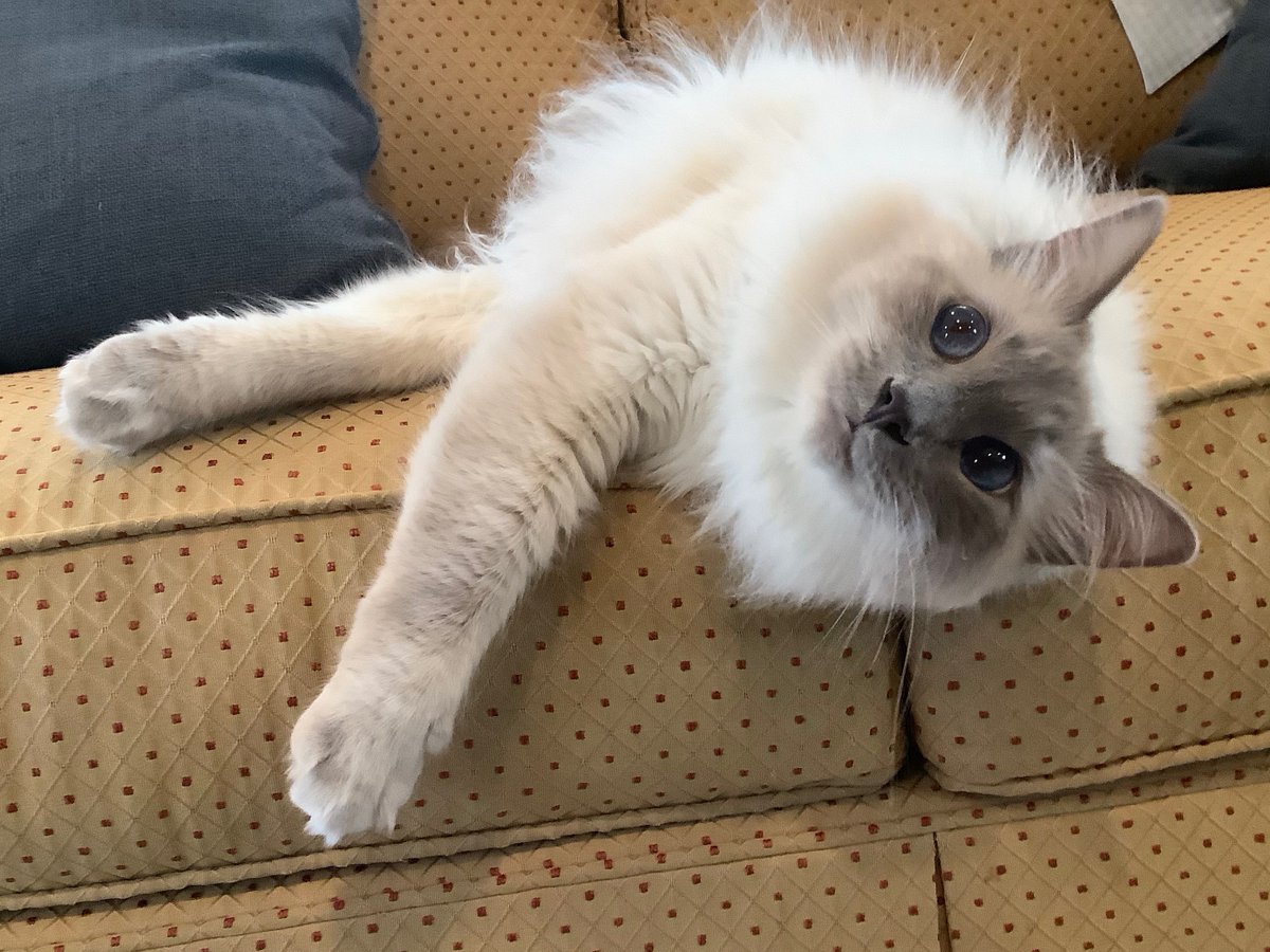 𝚊𝚗𝚊𝚐𝚒𝚛𝚕𝚕 ✩°｡⋆ 𝙰𝚕𝚝 𝚊𝚌𝚌𝚘𝚞𝚗𝚝 (@anagirllly) on Twitter photo 