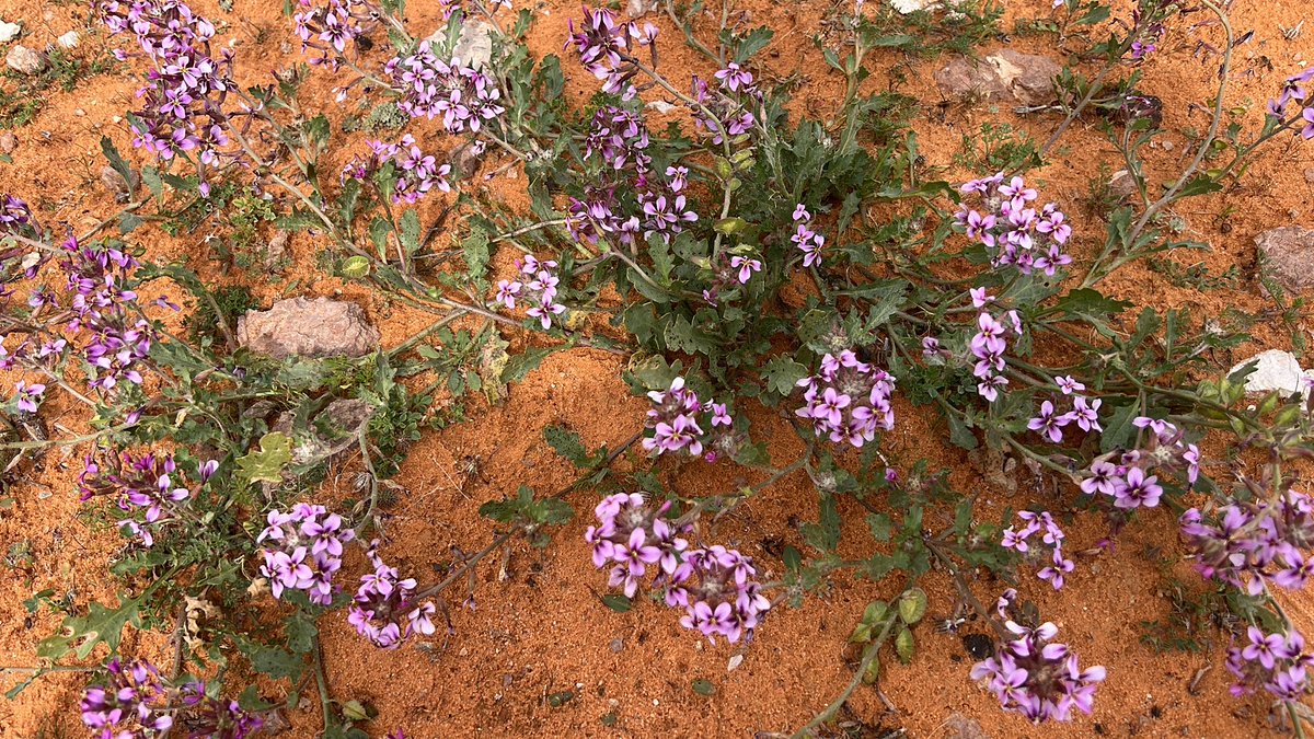 عشبة الخزامى
