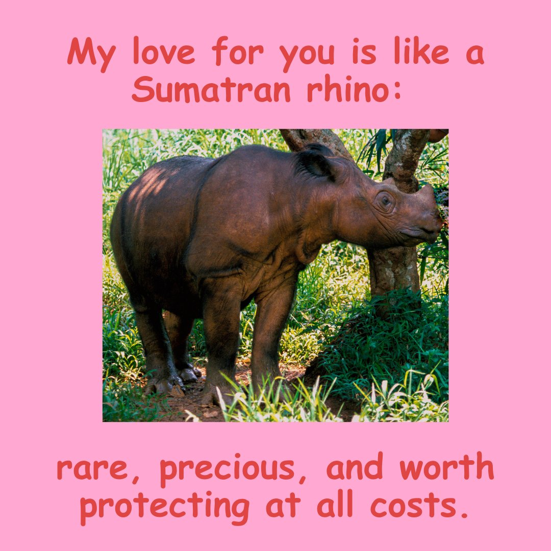 Charging into Valentine's Day with love and appreciation for our rhino conservation community 💚