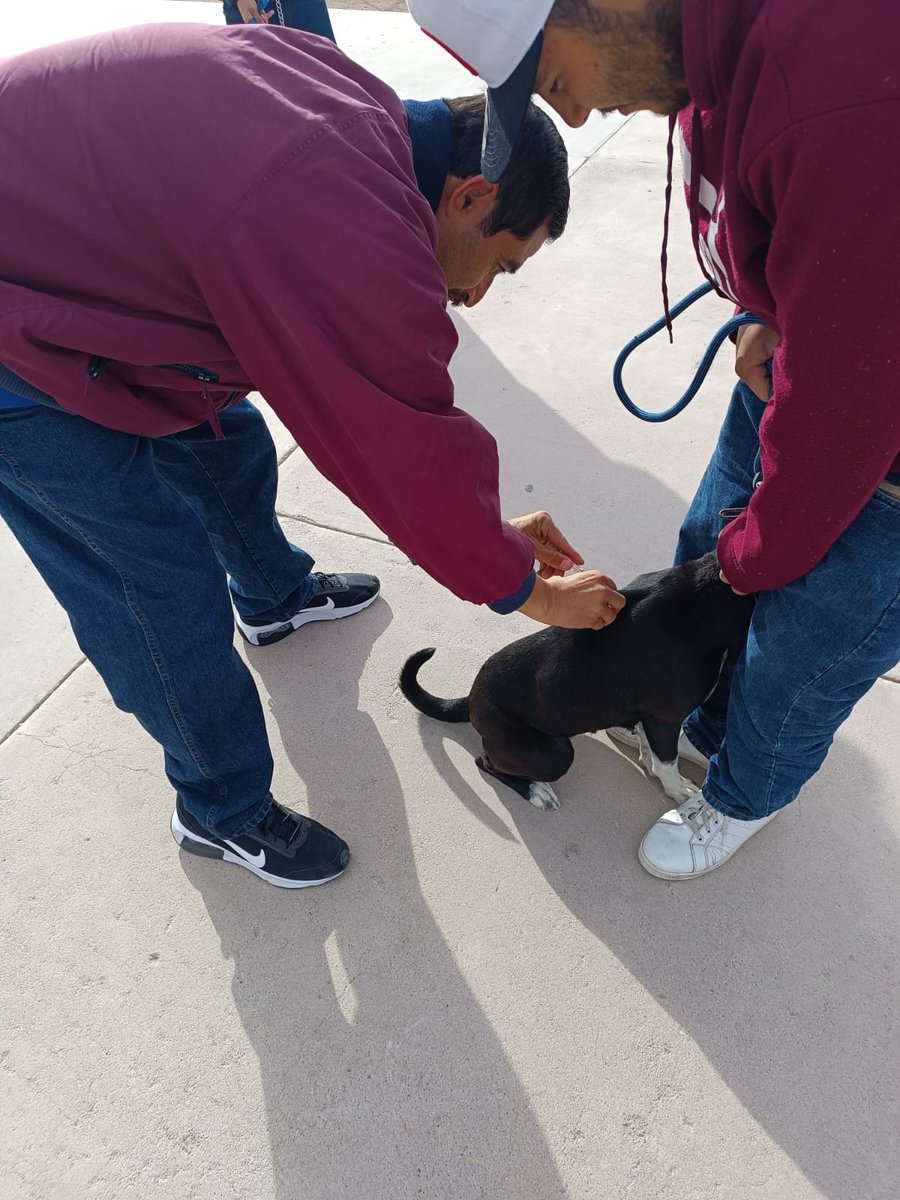 ssaludsonora's tweet photo. Personal de operación territorial del Sistema Nacional de Salud Pública del #DistritodeSalud02 en coordinación con el Centro de Control Animal de Caborca, realiza Jornada de Esterilización y Vacunación canina y felina en el Centro Comunitario de la Colonia Santa Cecilia. https://t.co/XOMawsQ04k