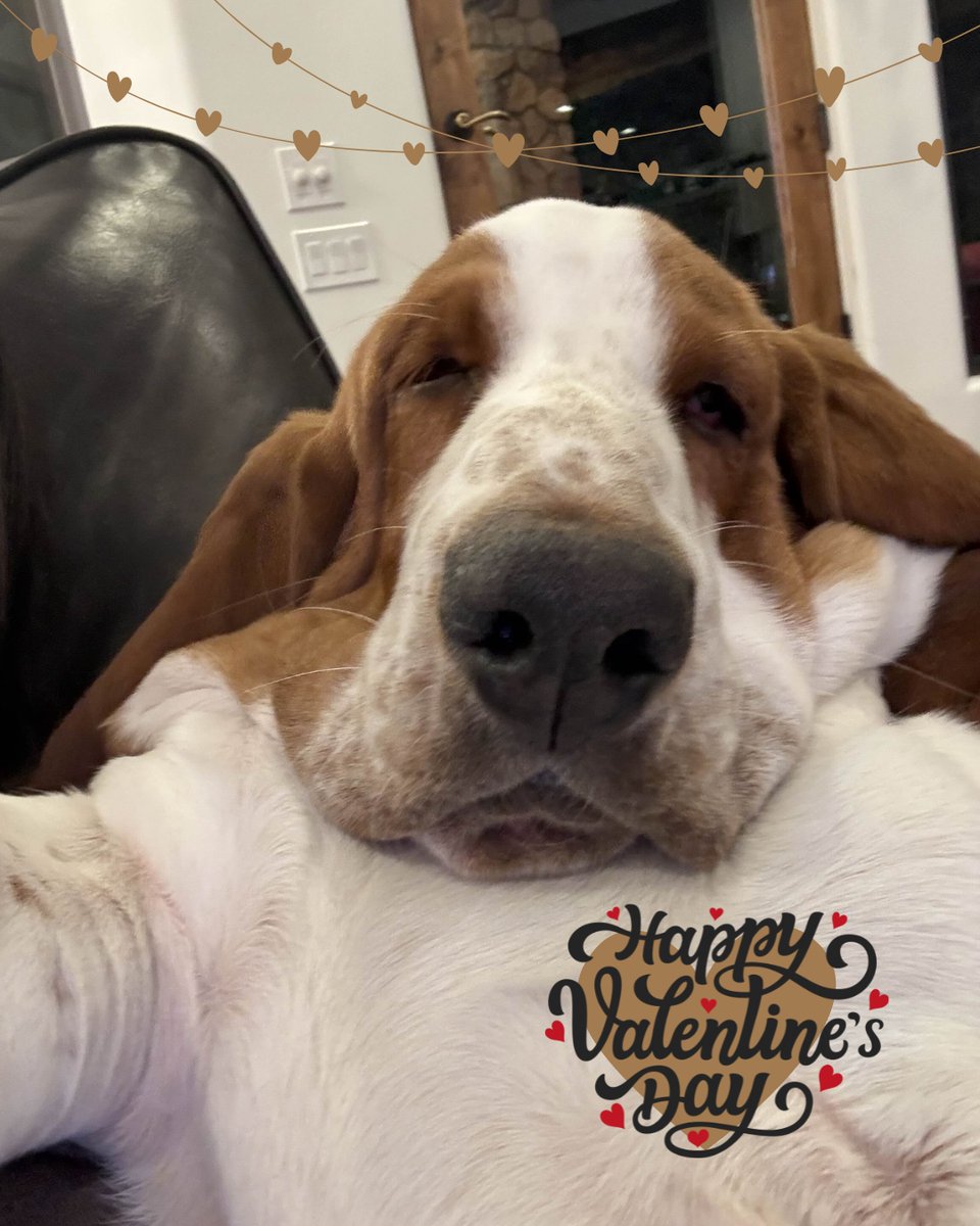 Droopy wishes everyone a Safe &amp; Happy Valentine's Day! Will you be his Valentine?? Remember to celebrate responsibly with a designated driver, rideshare service, or celebrate at home instead. If you find yourself arrested for DUI, call our office immediately! #ValentinesDay