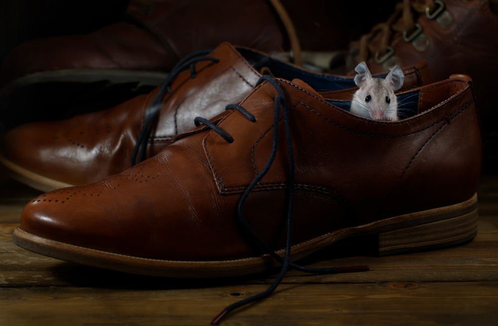 masters_pest's tweet image. Winter is prime time for rodents to seek shelter indoors. Inspect your home for signs of entry and call Masters Pest Control if you find any! For expert rodent control visit our website to learn more: masterspestcontrol.com/rodents/ #RodentPrevention #MastersPestControl