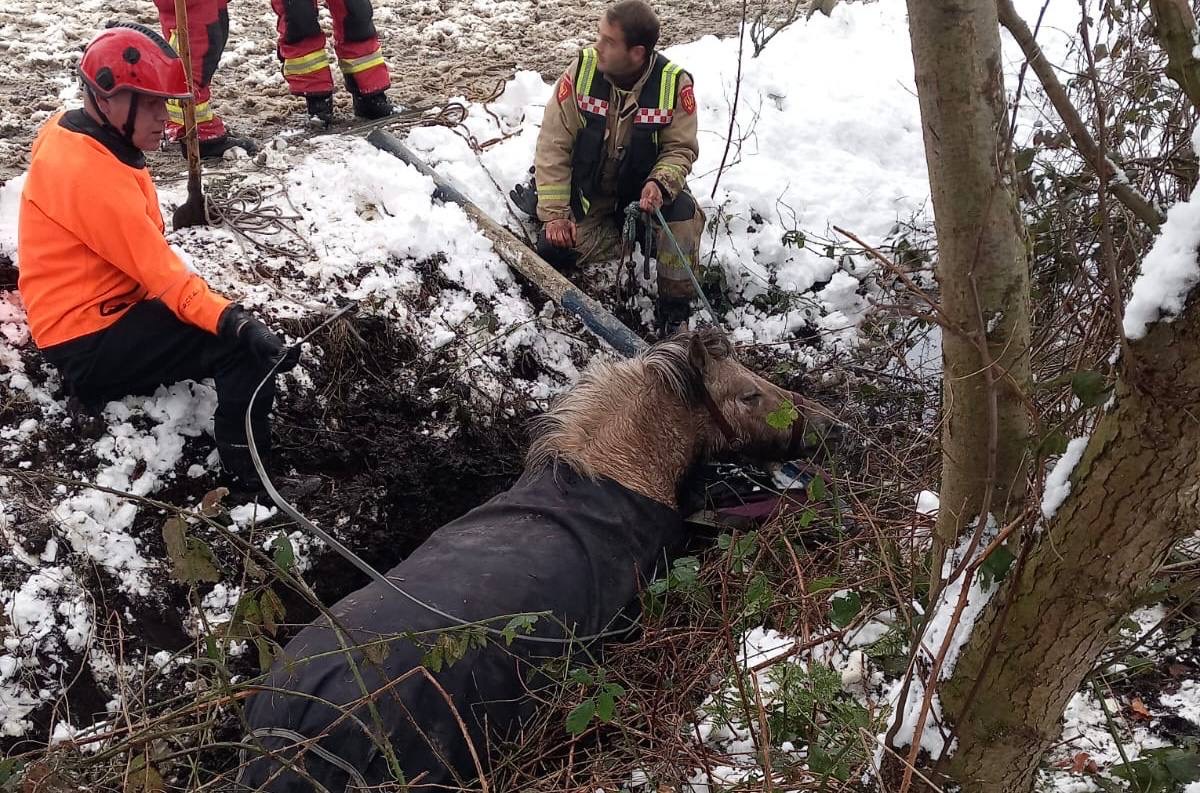 Paard uit sloot bevrijd door brandweer in Tolbert