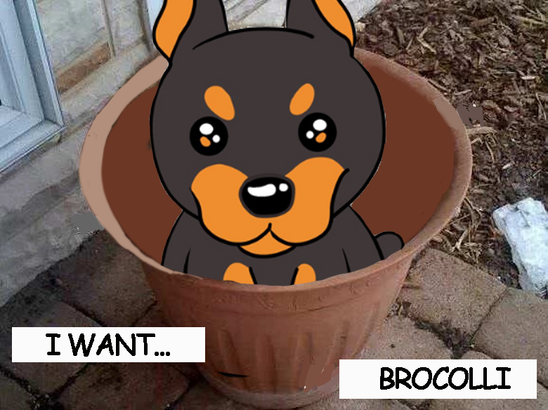 Broccoli Inu tweet media