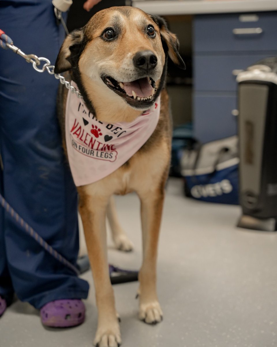 myCVETS's tweet image. Our favorite Valentines are the floofy kinds. 😍 

Happy Valentine's Day from your friends at #CVETS! 💖