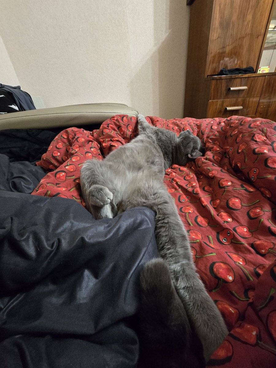 смотрите мой кот чирик