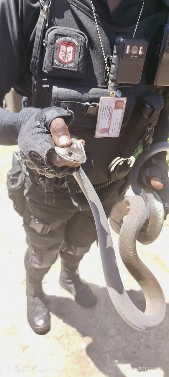 _ArriveAlive's tweet photo. 2.5 Meter Black Mamba captured in Belvedere https://t.co/q4jENJzXuc
#ArriveAlive #SnakeCaptured #BlackMamba @ReactionUnitSA https://t.co/9RpxSNxmsu