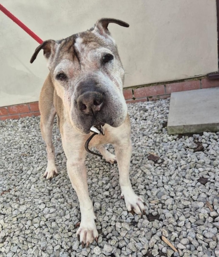 Please retweet to help find the owner or a rescue shelter space for this stray/abandoned dog found #LEIGH #WIGAN #GreaterManchester #Manchester #UK 
Found 14 February 💔💔💔
Now in a council pound, he may be at risk of euthanasia, please share widely.
For more information contact