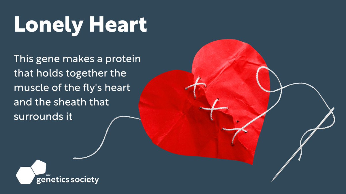Happy Valentine's Day! 

Always a great day to highlight this amazing gene from fruit flies.

#ValentinesDay