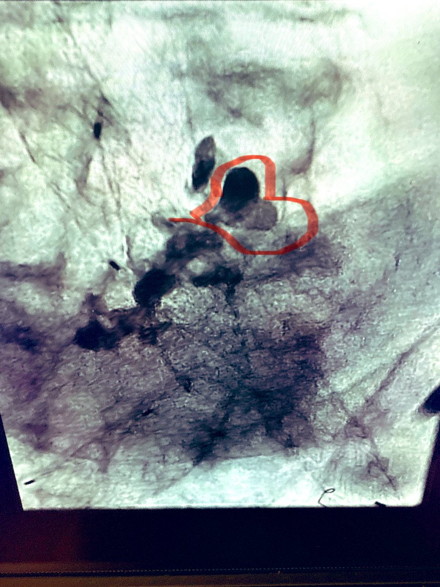 Osman Ahmed tweet media