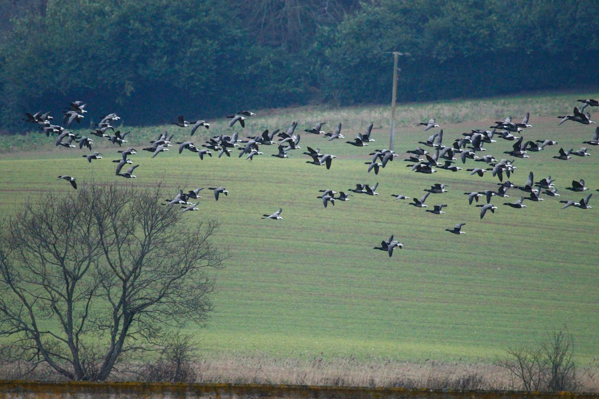We now its early to be thinking about next winter but our Guided Birdwatching Cruises are so popular we wanted to let you know first, the dates are up so book early for your places for 25/26 season... you know it makes sense 😊 stuartlinecruises.co.uk/guided-bird-wa…