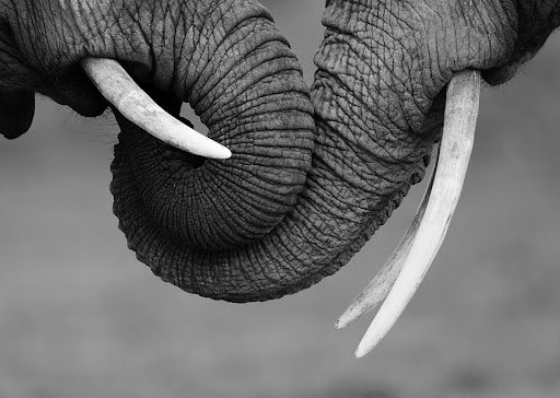Zimbabwe Elephant Foundation tweet media