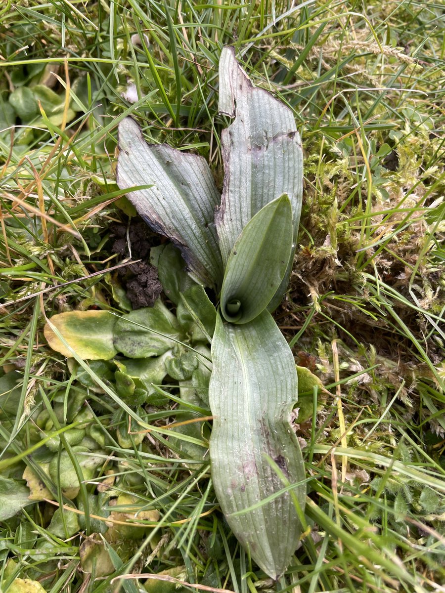The whorls of a new bee #orchid colony
They start to come into leaf so early in the season.
<a href="/ukorchids/">Wild Orchids UK & Ireland</a>
