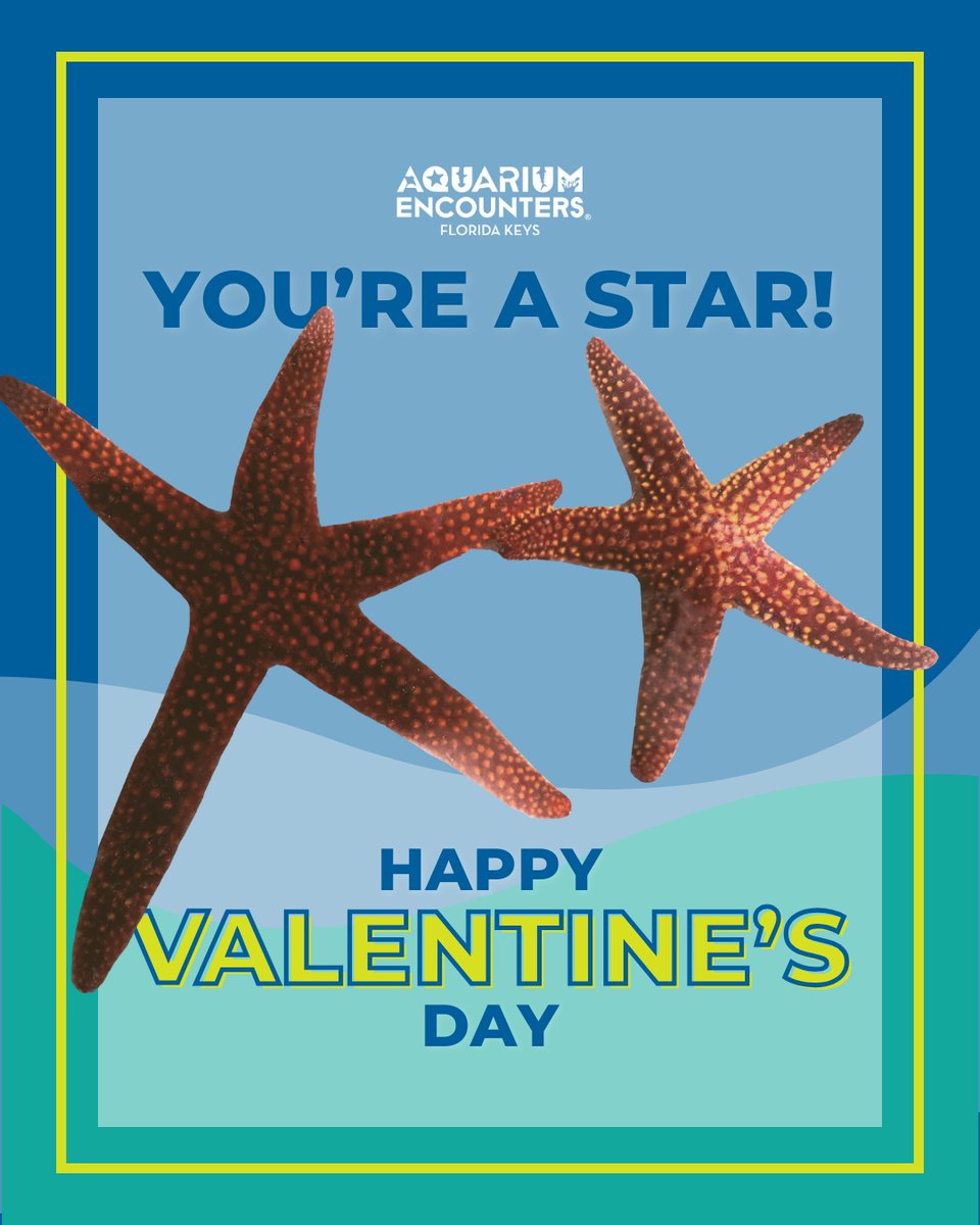 FLKeysAE's tweet image. You’re the star of our hearts this Valentine’s Day! ⭐🌊 Sending ocean-sized love from Aquarium Encounters.