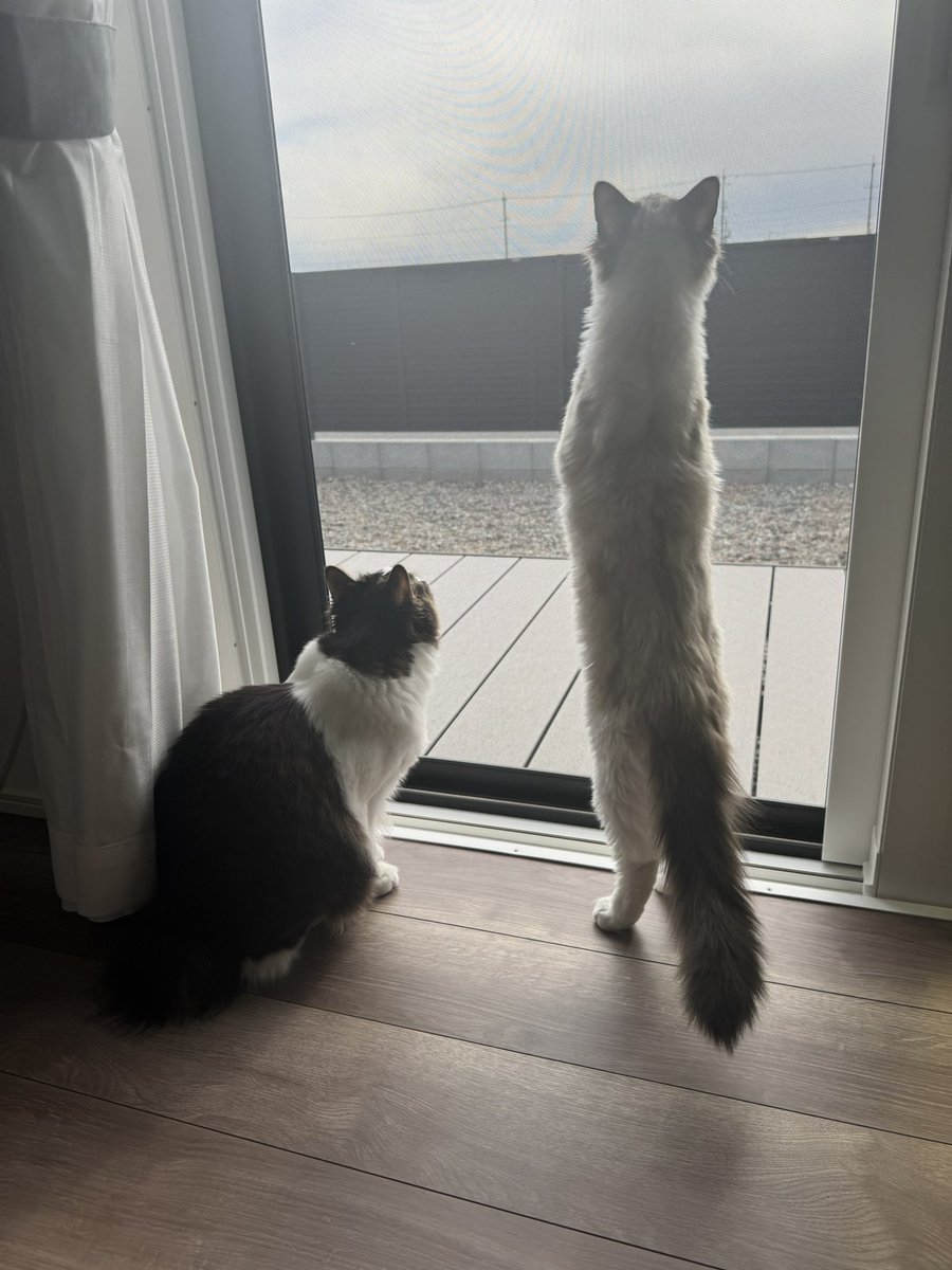 Antchobi's tweet photo. イタチなのかもしれない https://t.co/9qWKGt3eum