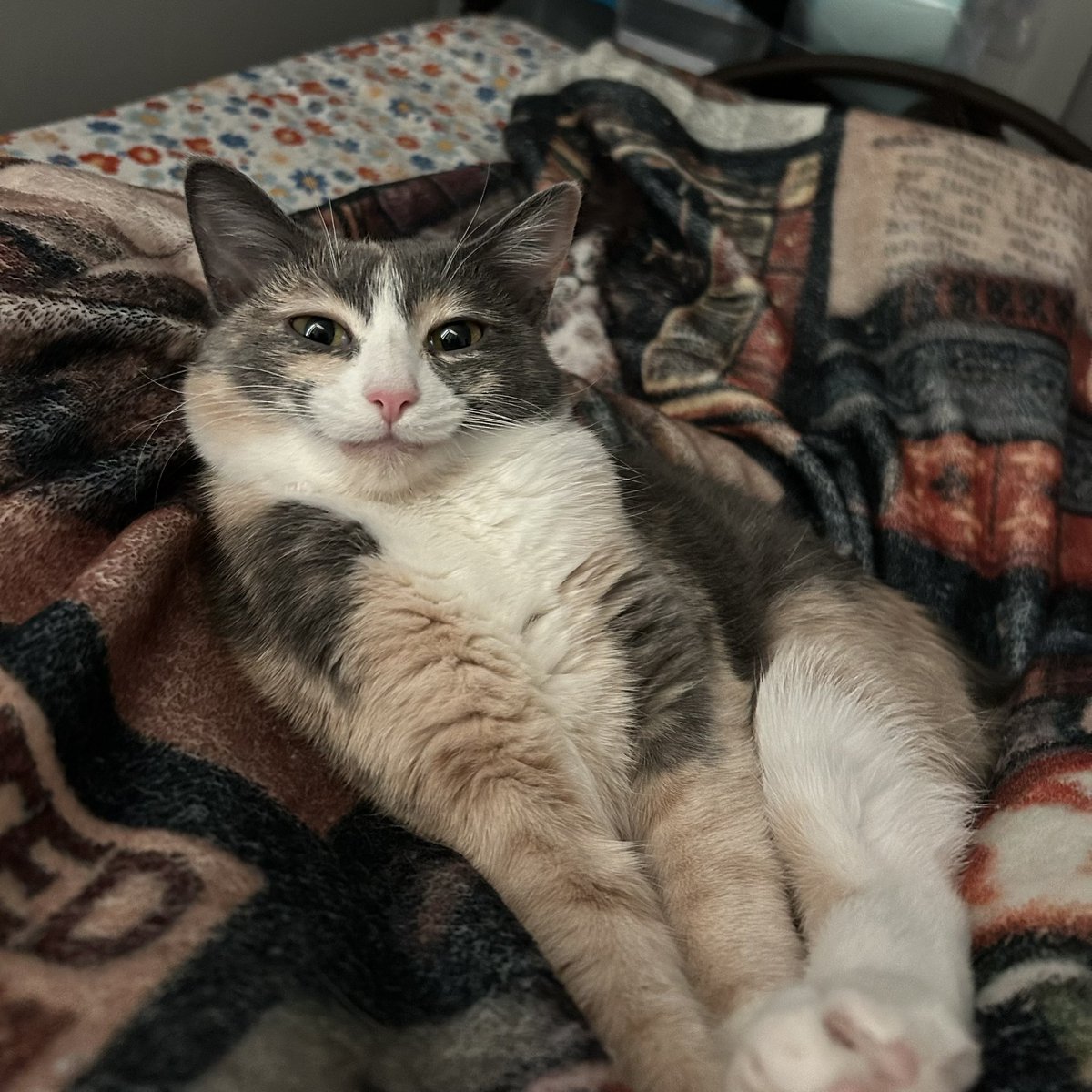 oreoeocat's tweet image. Smile of the day