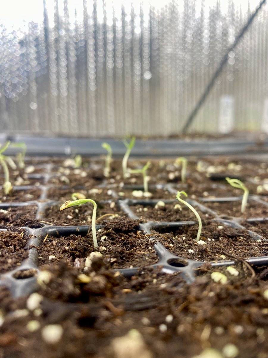 Always a good day when your peppers start sprouting!!