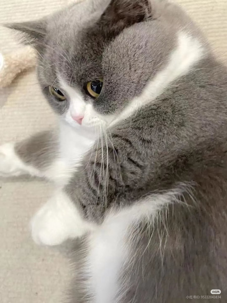 No Context Cats (@nocontextscats) on Twitter photo 