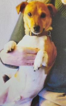 MissingPetsGB's tweet image. BISCUIT is #missing
Who can help his elderly gentleman owner?
He's not on social media, &amp;amp; missing his little dog &amp;amp; only companion

Lost from HOLLAND CLOSE #WENDOVER #HP22
4 Feburary 2025

If you have found him &amp;amp; are keeping him safe please just take to a vet or call
FINDERS FEE