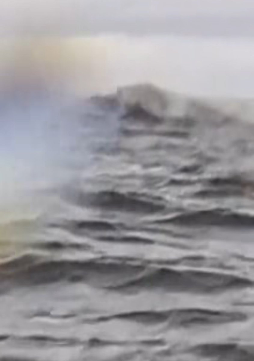 Still photos of Loafcat whale buying a jeet’s bag