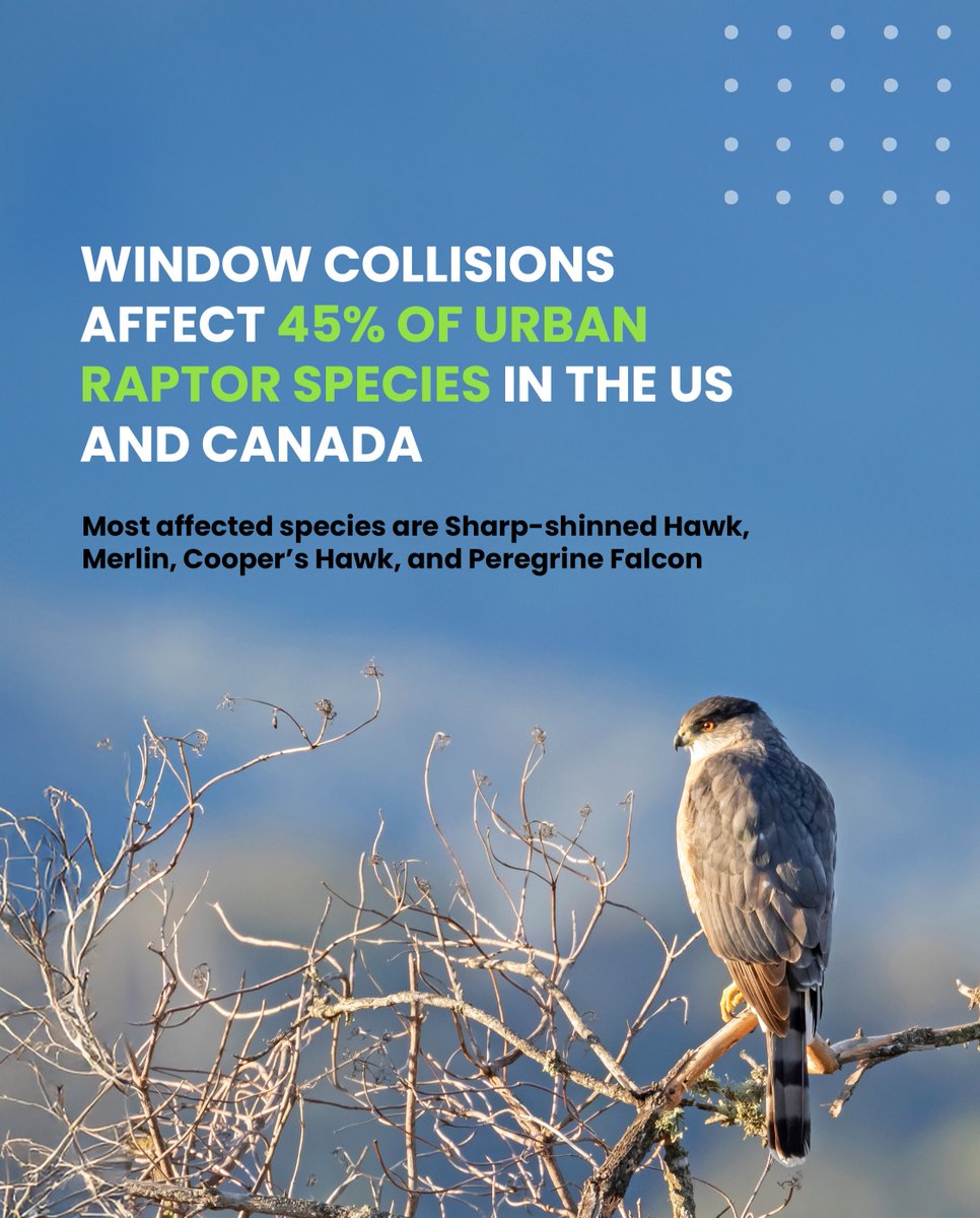FeatherFriendly's tweet image. Bird collisions with human-made structures kill raptors and not just songbirds.

A report in the Journal of Raptor Research states collisions affect 45% urban raptor species in the US &amp;amp; Canada.

Read the report: bioone.org/journals/journ…

#savebirds #featherfriendly