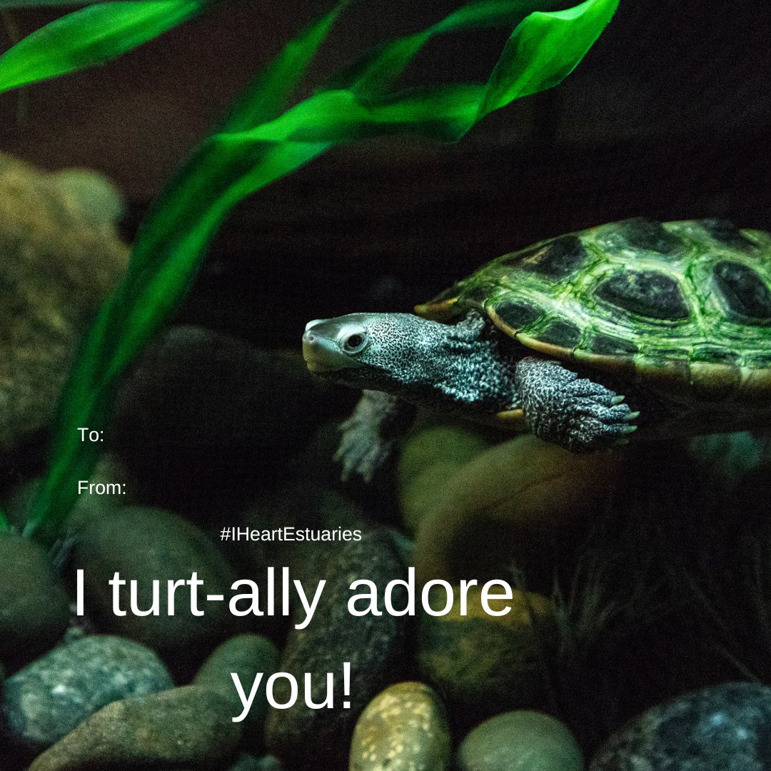 Enjoy Valentines Day by sharing these unique cards with that special someone! These puns are sure to put a smile on anyone's face. #IHeartEstuaries