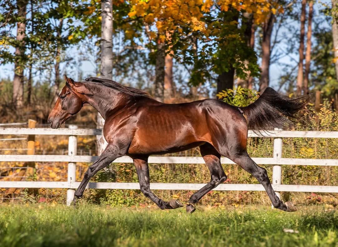 Monalishi #GreenManalishi earned Two-Year - Old Trotting Filly of the Year honors at the O'Brien Awards