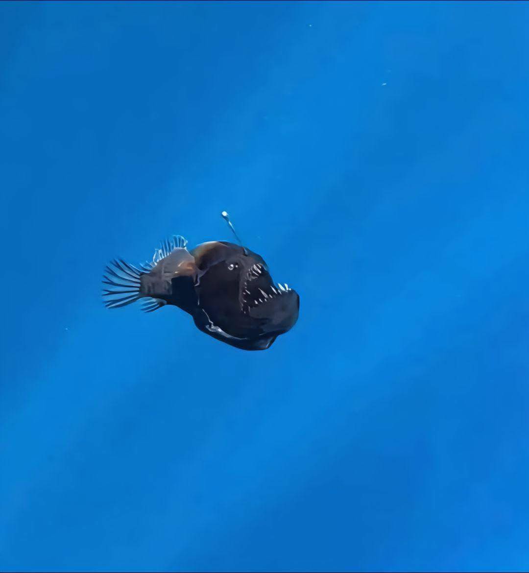 I want to see the beauty on the other side before I finally rest...".. "oh! this beauty... why am I too late?

- Angler fish

For my last day, i think i'll go see the light