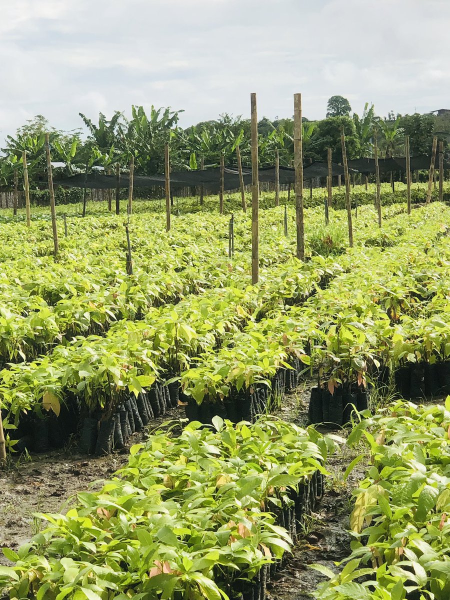 Llegó el día. La #Uleam sigue haciendo historia. El rector #Dr.Marcos Zambrano, entrega un millón de plantas de cacao para reforestar #Manabi, #Santo Domingo de los Tsáchilas y #Esmeraldas. La fiesta agrícola es el vivero en La Sabana de Chone.

#presidenciaecuador
#manabi
